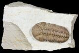 Lochovella (Reedops) Trilobite - Black Cat Mountain, Oklahoma #134215-1